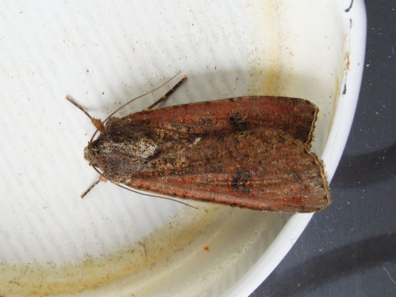 Conistra ? No, Peridroma saucia, Noctuidae